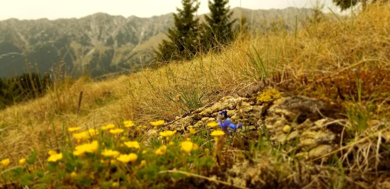 Pensiunea Tabacaru Пештера Экстерьер фото